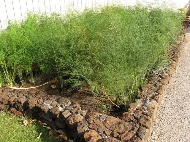 Аспарагус съедобный, или обыкновенный (Asparagus officinalis) стоит размещать только отдельными группами или кустами