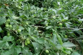 Стланец в июле