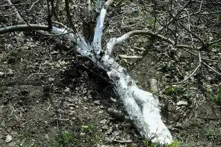 Стланец весной