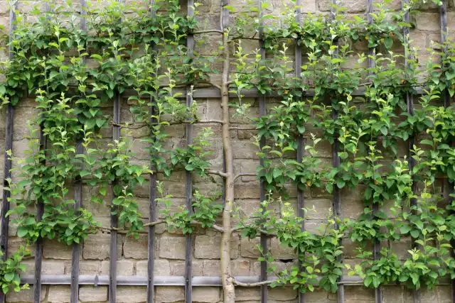 Пристенный вариант выращивания яблони