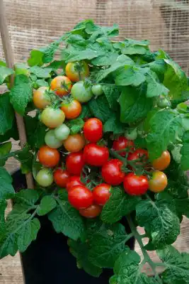 Томат «Красная шапочка»