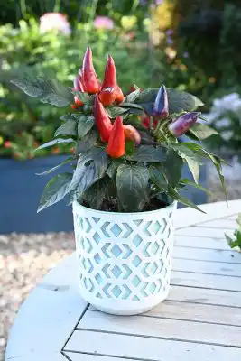 Перец «Чилиец»