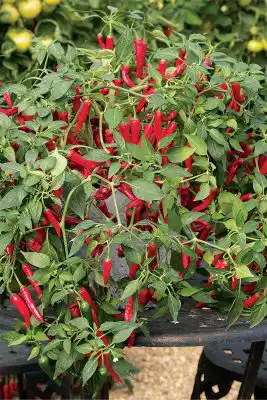 Перец «Феникс»