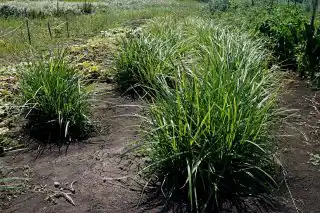 Чуфа (Cyperus esculentus)