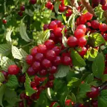 Войлочная вишня, сорт «Океанская вировская»