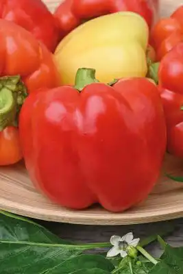 Сорт перца «Валентина F1»