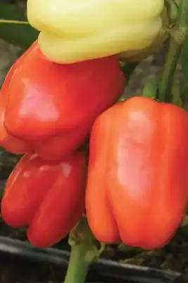 Сорт перца «Альянс F1»