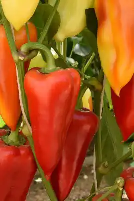 Сорт перца «Катрин»