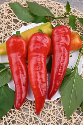 Сорт перца «Красное копье»