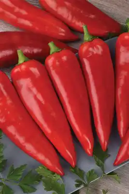 Сорт перца «Красный меч»