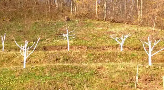 Яблони и груши на слаборослых подвоях