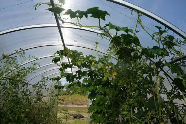 Кассабанана (Sicana odorifera) в теплице