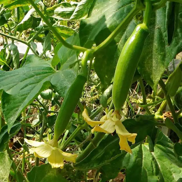 Завязи кассабананы