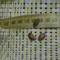 Семена кассабананы несьедобны и даже ядовиты