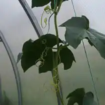 У кассабананы цепкие клейкие усики