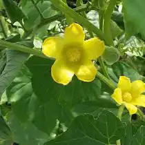 Цветение кассабананы