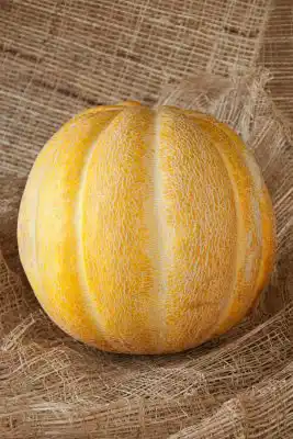 Дыня «Эфиопка»