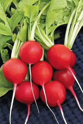 Редис «Меркадо»