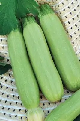 Кабачок «Казанова F1»