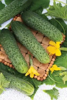 Огурец «Бастион F1»