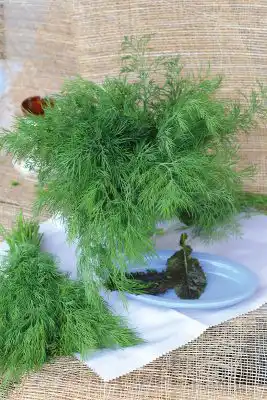 Укроп «Гладиатор»