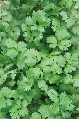 Кориандр «Бородинский»