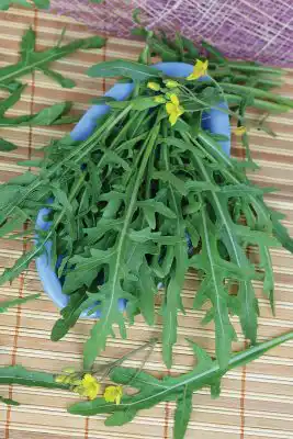 Двурядник «Стрелы Купидона»