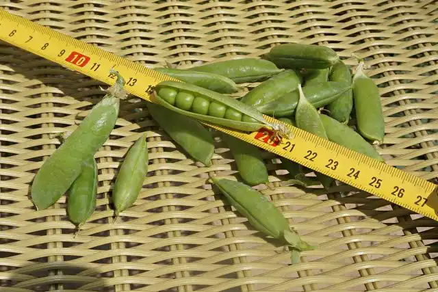 Горох лущильный «Шесть недель»