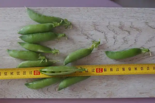 Горох лущильный «Спринтер»