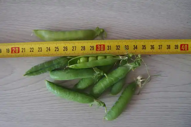 Горох лущильный «Детская Радость»