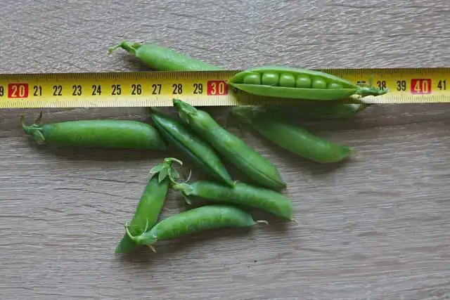 Горох лущильный «Пионер»