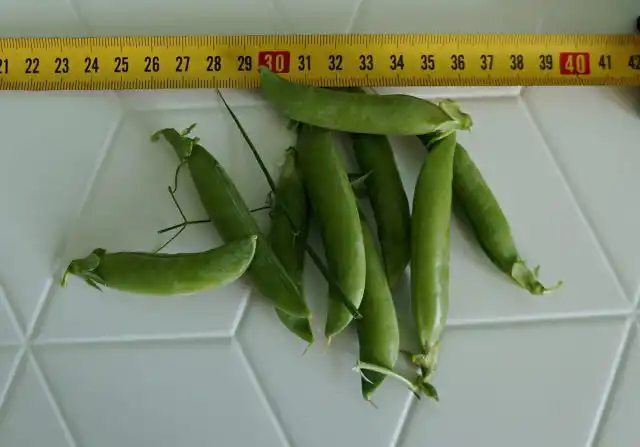 Горох лущильный «Карина»