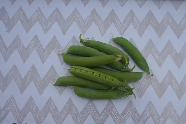 Горох лущильный «Київський деликатес»