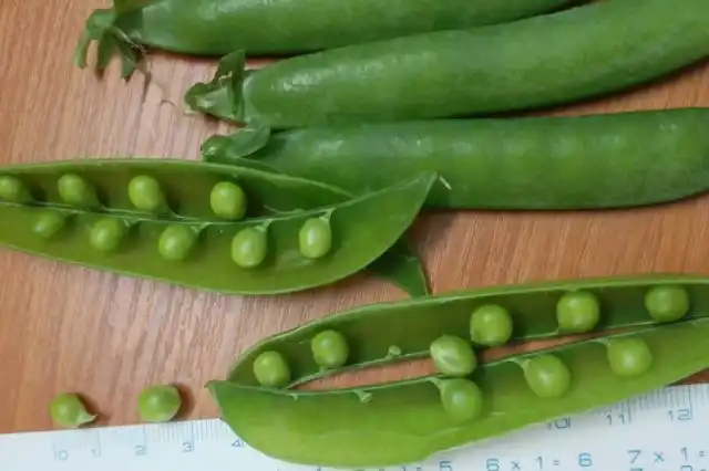 Горох лущильный «Дакота»