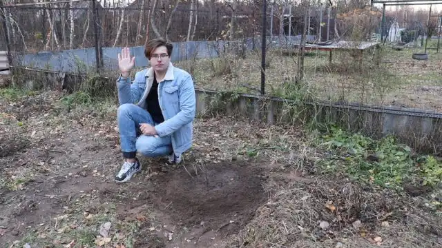Як правильно посадити смородину