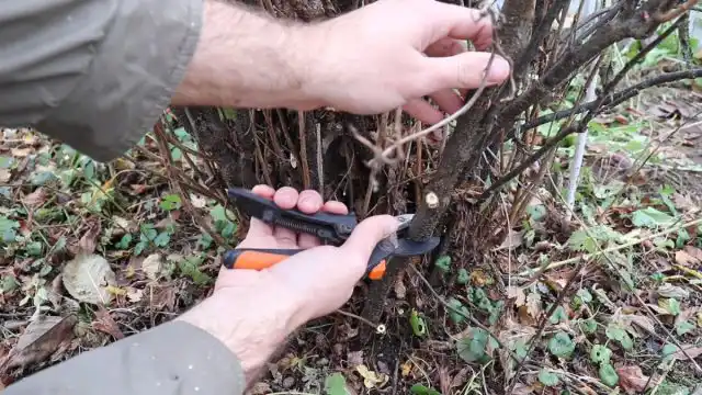 Обрезка ветвей черной смородины