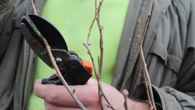 Когда лучше делать обрезку кустов?