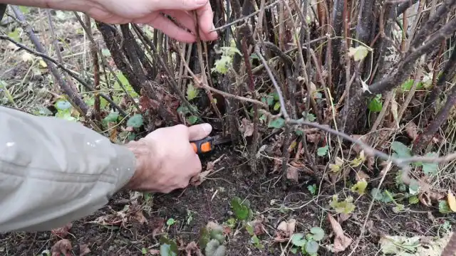 Обрезка красной и белой смородины