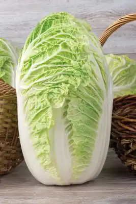 Пекинская капуста «Медалист F1»