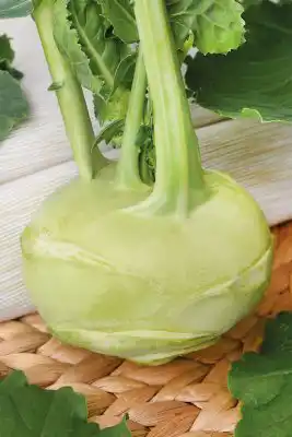 Капуста кольраби «Гулливер»