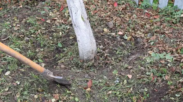 Перекопка и подкормка плодовых деревьев