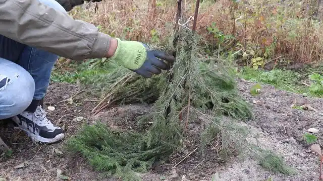 Защита деревьев от зайцев и мышей