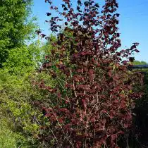 Фундук «Пушкинский красный»