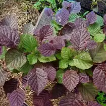 Какое-то время краснолистная лещина остается двуцветной