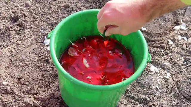 Готовим чеснок к посадке