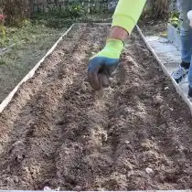 Подготовьте грядку под высадку чеснока