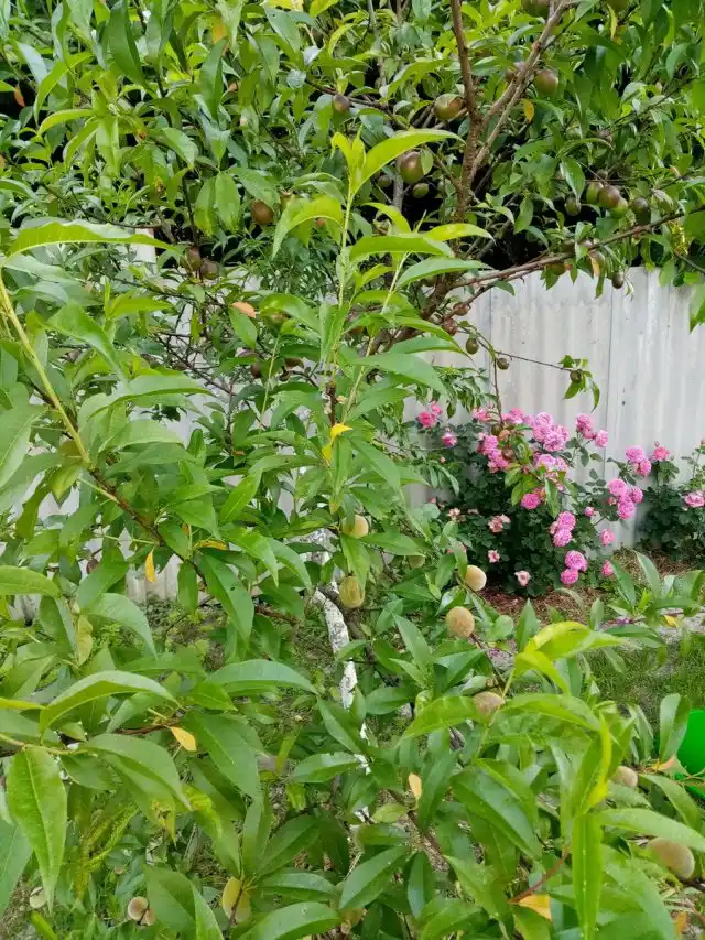 Нектарин на персике