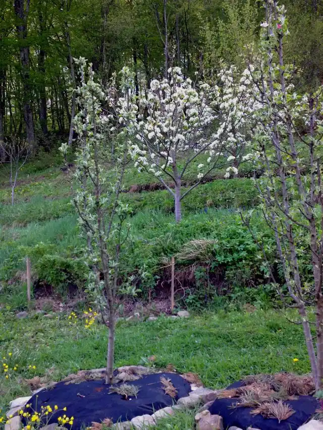 Колонновидные яблони и груши на слаборослых подвоях