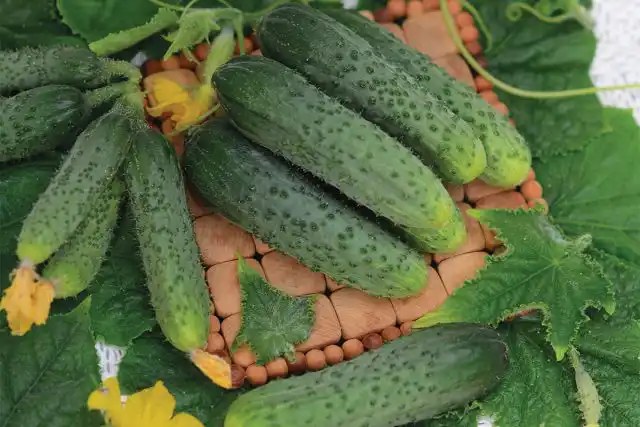 Огурцы «Изумрудная россыпь»