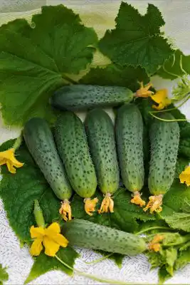 Огурцы «Форсаж F1»